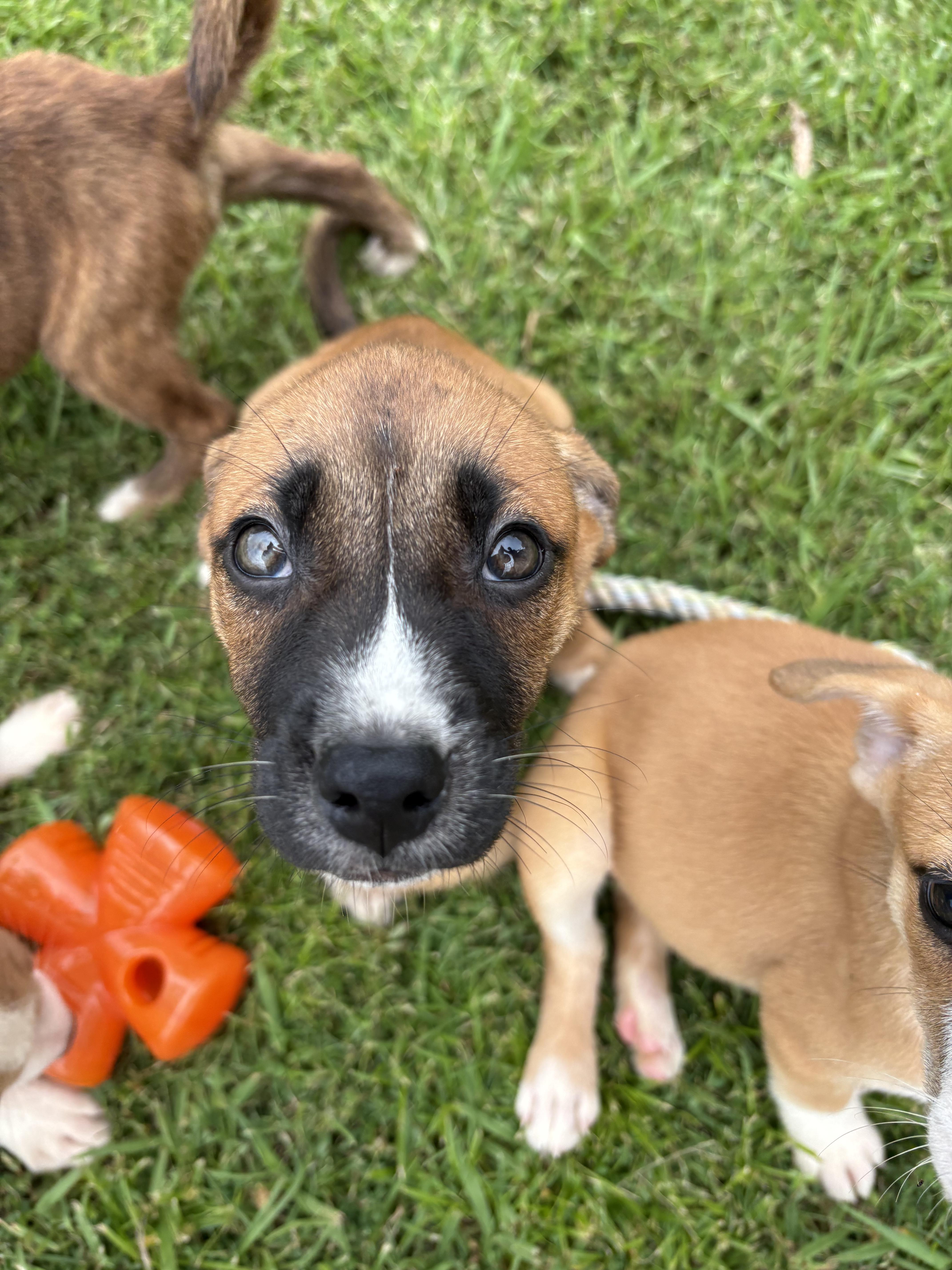 Clementine (280 pups Litter)