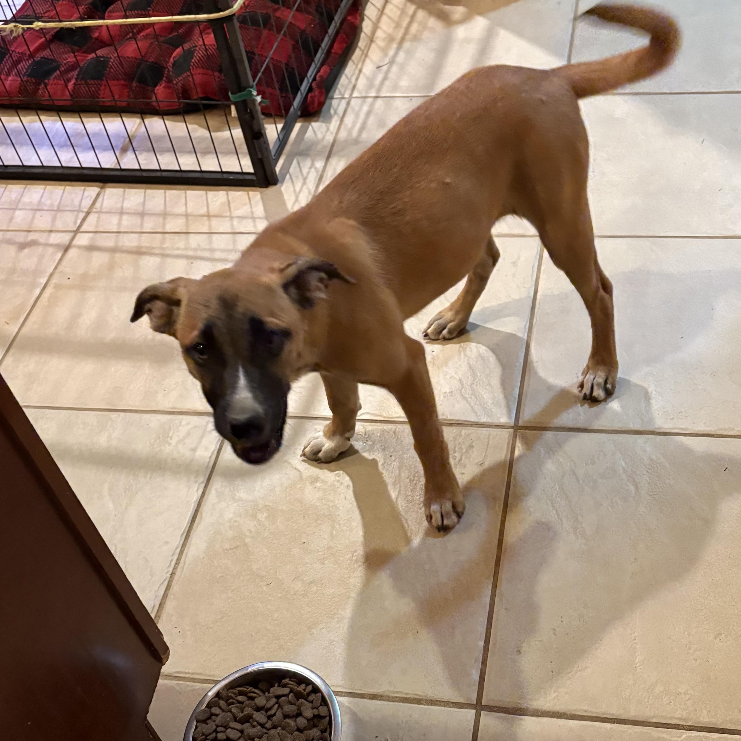 Enlarge Clementine (280 pups Litter), a Adopted mixed breed in Chelsea, AL image 2/5