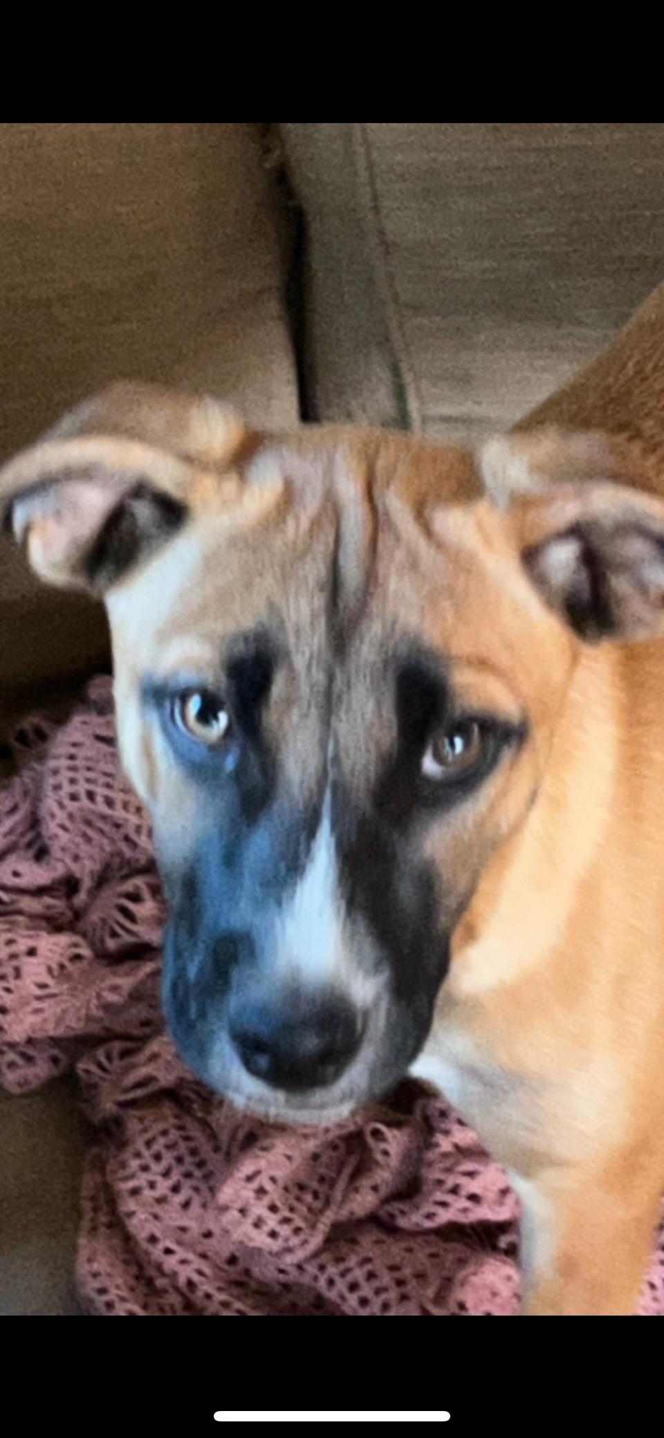 Enlarge Clementine (280 pups Litter), a Adopted mixed breed in Chelsea, AL image 3/5