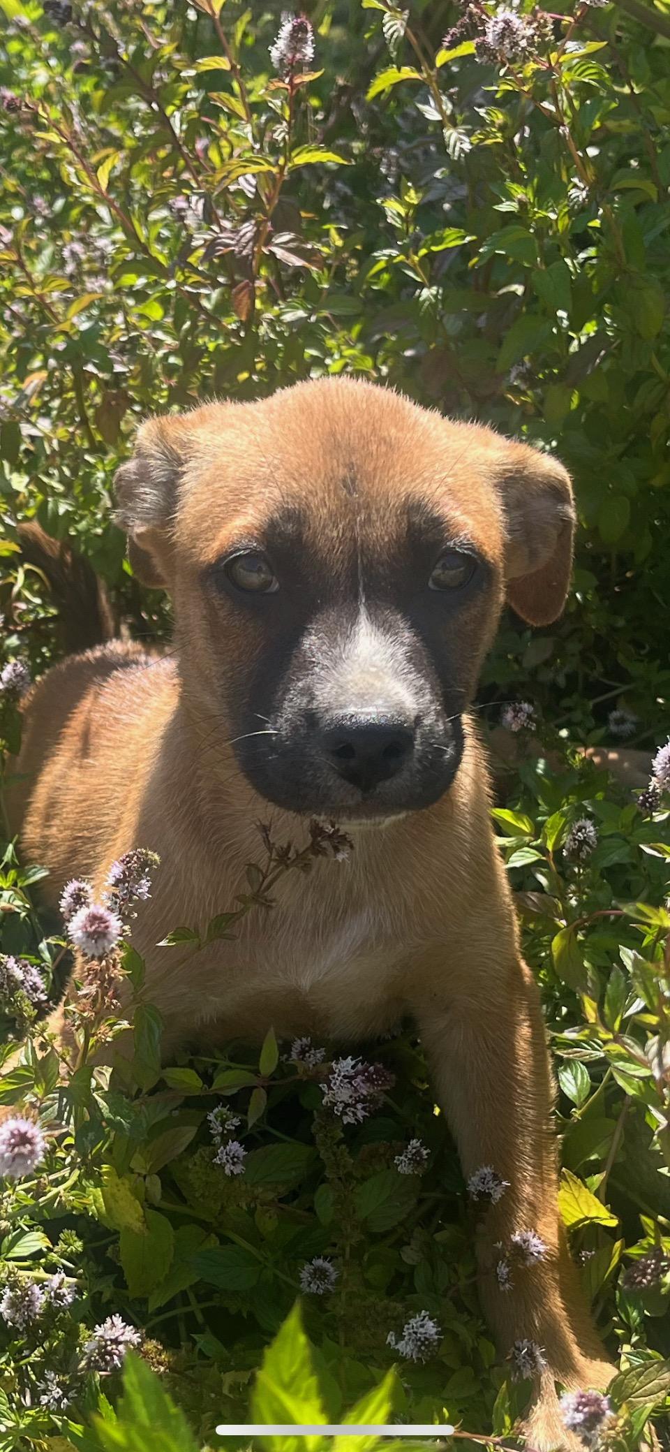 Enlarge Clementine (280 pups Litter), a Adopted mixed breed in Chelsea, AL image 4/5