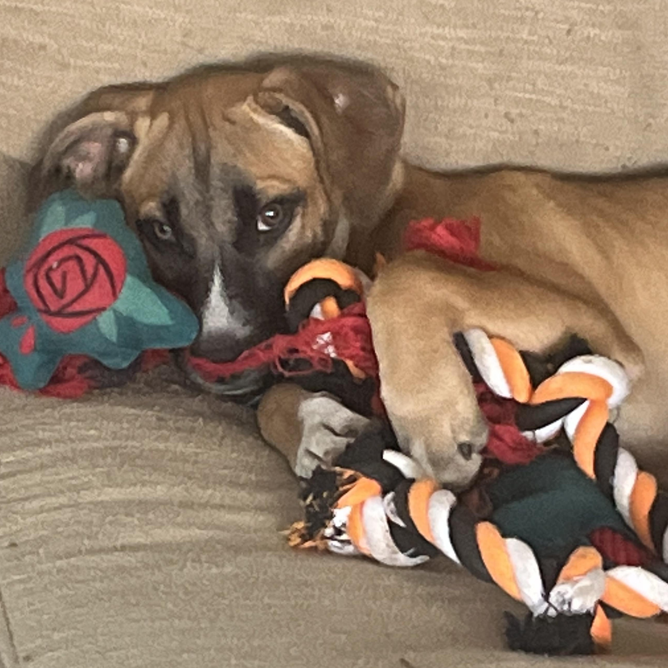 Enlarge Clementine (280 pups Litter), a Adopted mixed breed in Chelsea, AL image 5/5