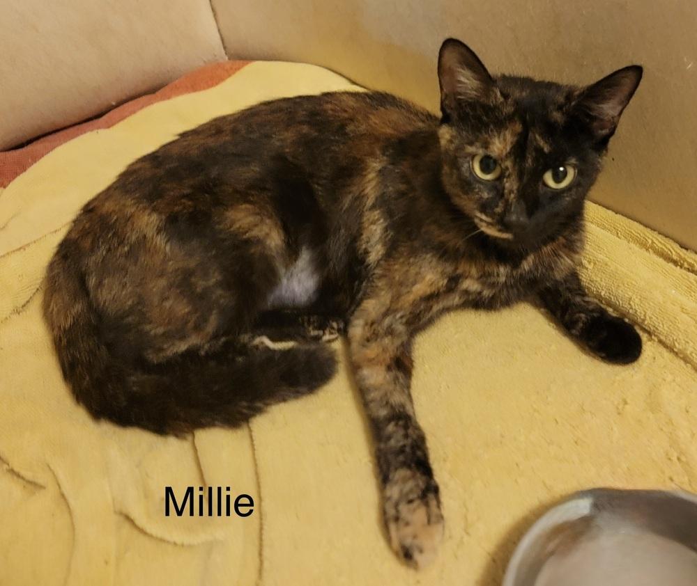 Millie, Adoptable, Young Female Domestic Short Hair.