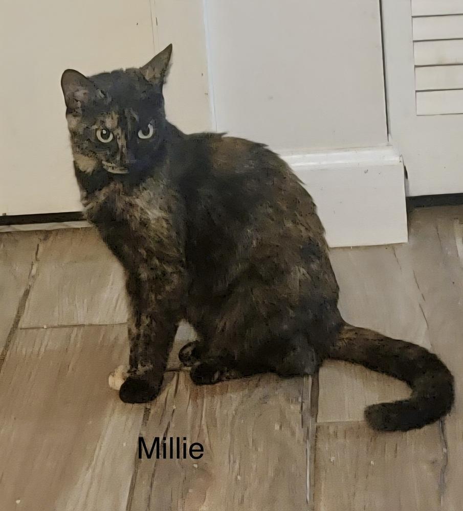 Enlarge Millie, a Adoptable Domestic Short Hair in Safety Harbor, FL image 2/3