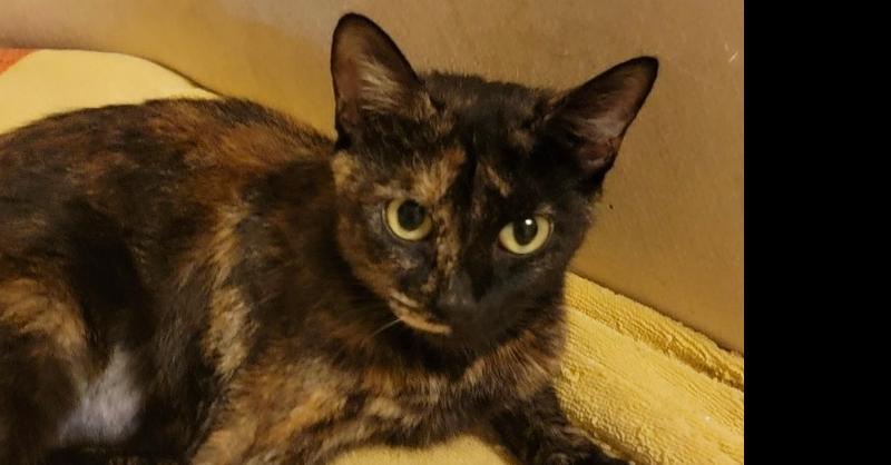 Enlarge Millie, a Adoptable Domestic Short Hair in Safety Harbor, FL image 3/3