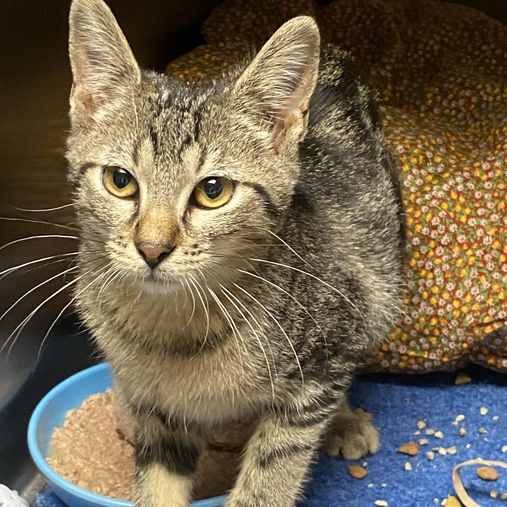 Enlarge Tabby, a Adoptable Domestic Short Hair in Norfolk, NE image 1/5