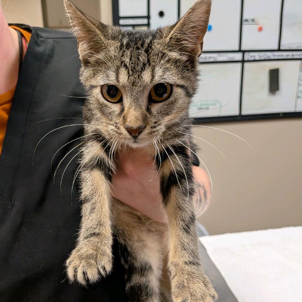 Enlarge Tabby, a Adoptable Domestic Short Hair in Norfolk, NE image 2/5