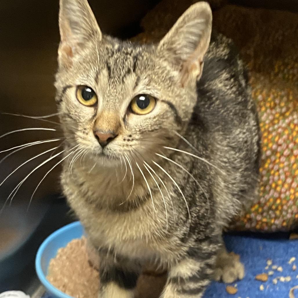 Enlarge Tabby, a Adoptable Domestic Short Hair in Norfolk, NE image 3/5