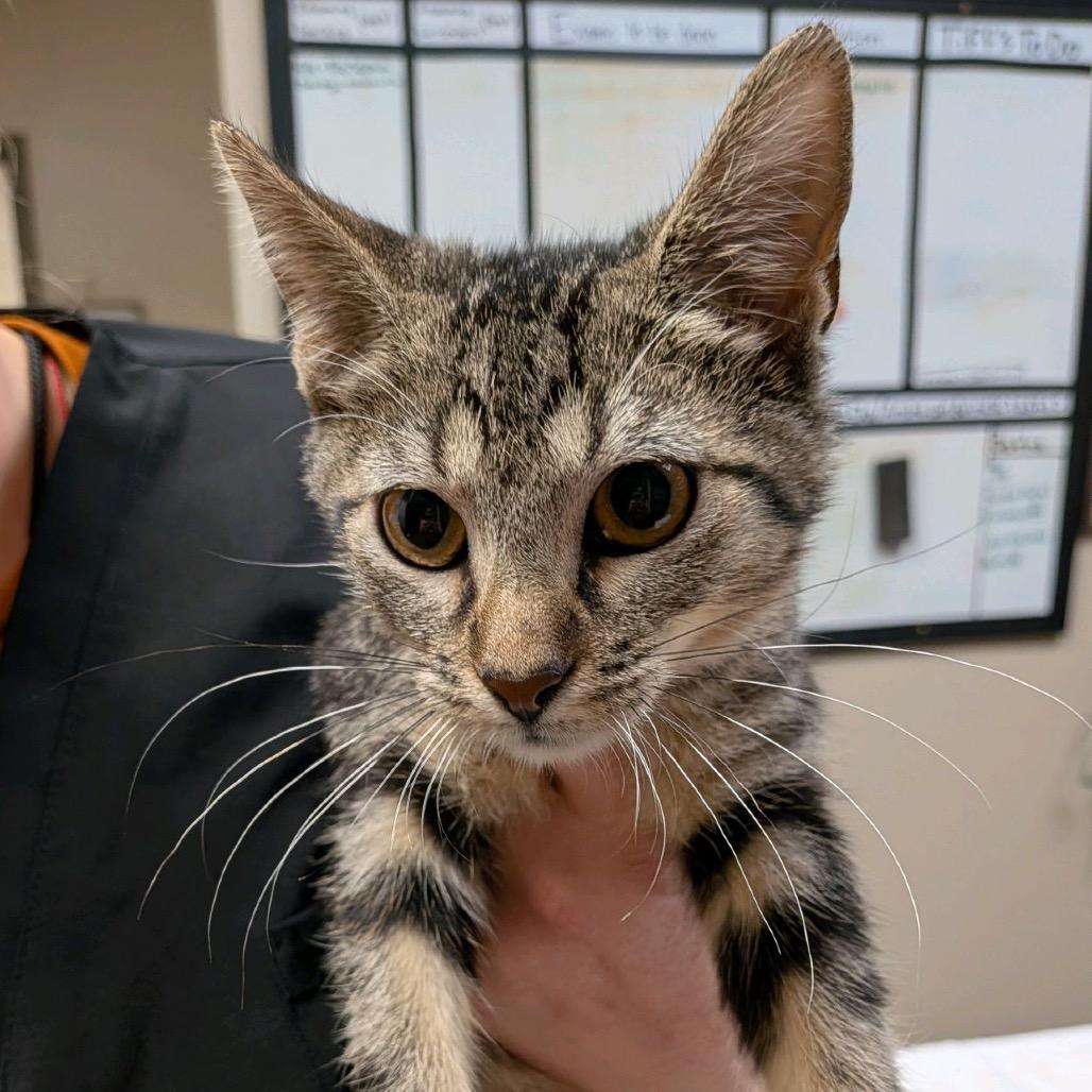 Enlarge Tabby, a Adoptable Domestic Short Hair in Norfolk, NE image 4/5