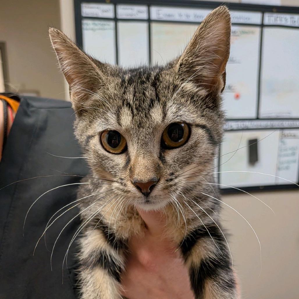 Enlarge Tabby, a Adoptable Domestic Short Hair in Norfolk, NE image 5/5
