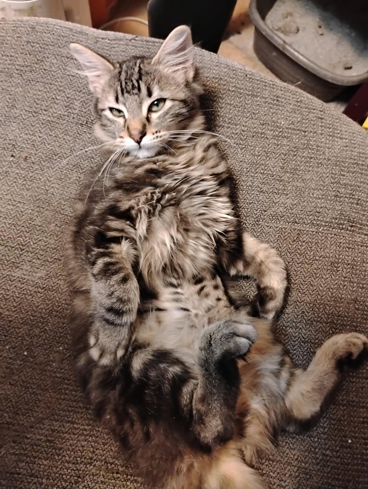 Malachite, Adopted, Kitten Female Maine Coon & Domestic Long Hair.