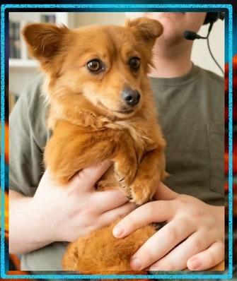 Enlarge Rooster $500, a Adoptable Chihuahua in Milwaukee, WI image 1/4