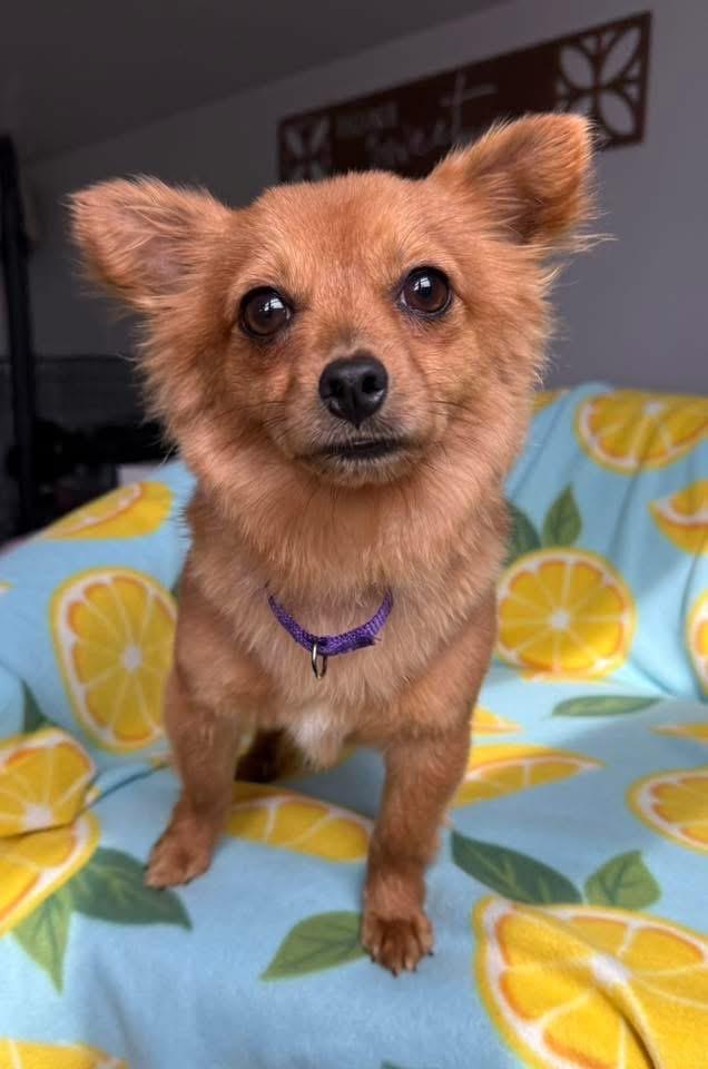 Enlarge Rooster $500, a Adoptable Chihuahua in Milwaukee, WI image 2/4