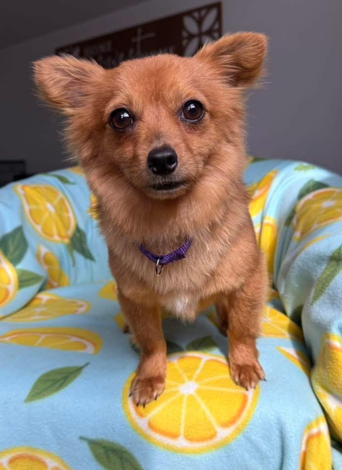 Enlarge Rooster $500, a Adoptable Chihuahua in Milwaukee, WI image 3/4