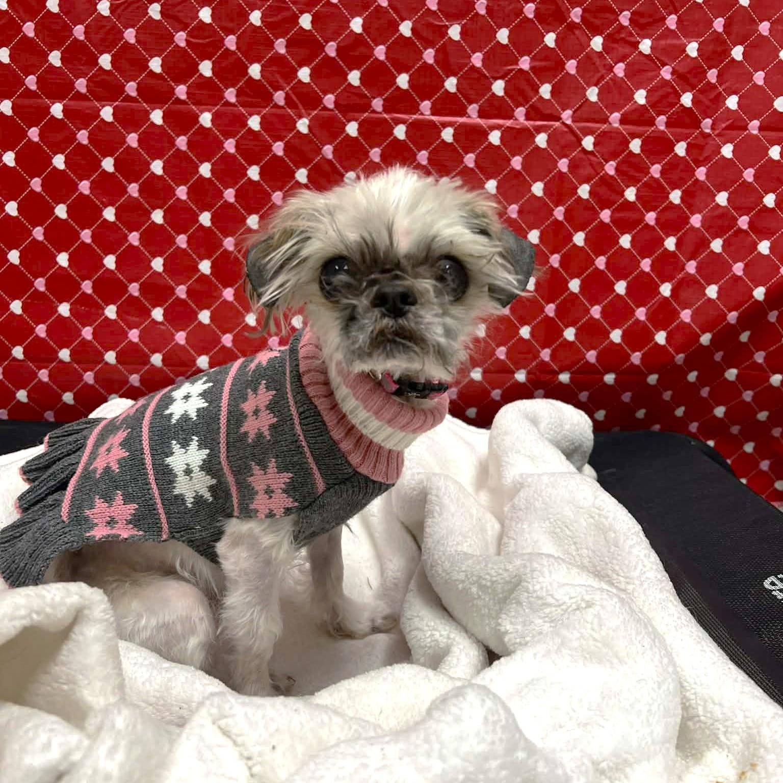 Enlarge Ruth-Sweet senior gal!, an adopted mixed breed in Oshkosh, WI image 3/6