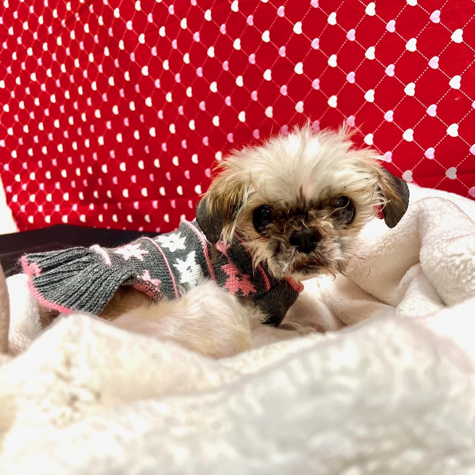 Enlarge Ruth-Sweet senior gal!, an adopted mixed breed in Oshkosh, WI image 5/6