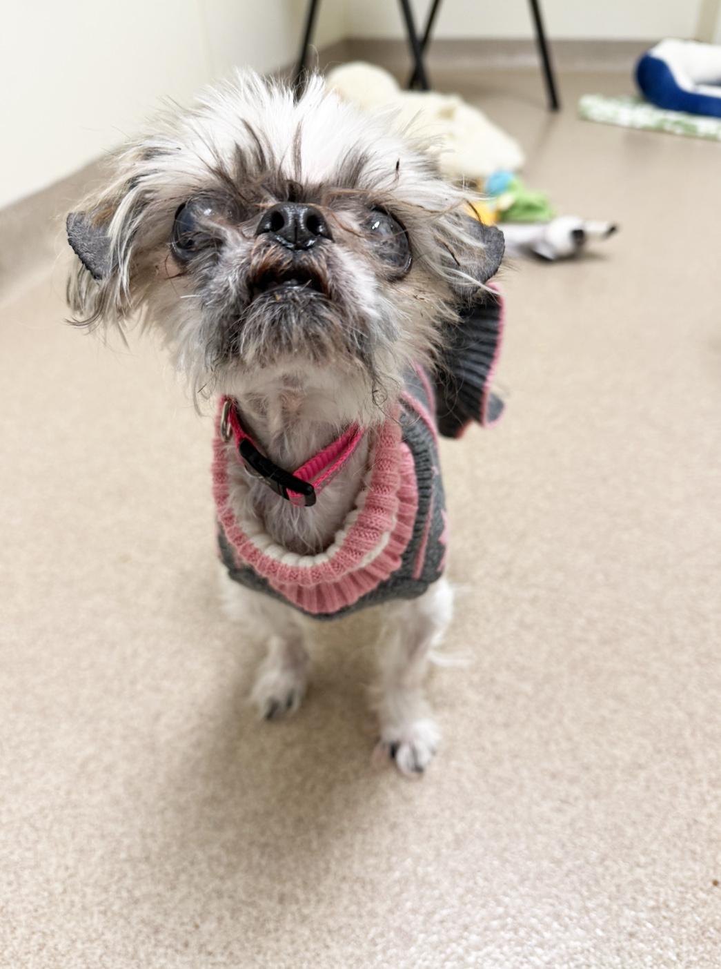 Enlarge Ruth-Sweet senior gal!, an adopted mixed breed in Oshkosh, WI image 2/6