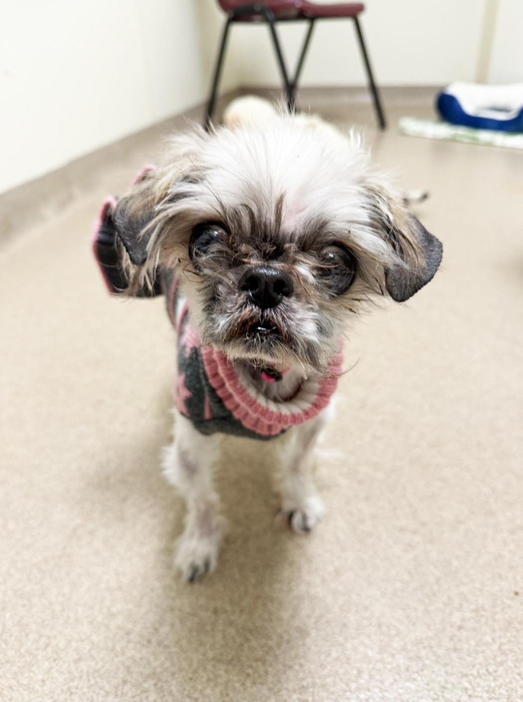 Enlarge Ruth-Sweet senior gal!, an adopted mixed breed in Oshkosh, WI image 1/6