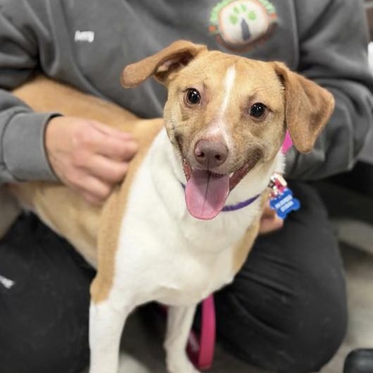 April, ADOPTABLE, Adult Female Chiweenie & Terrier.