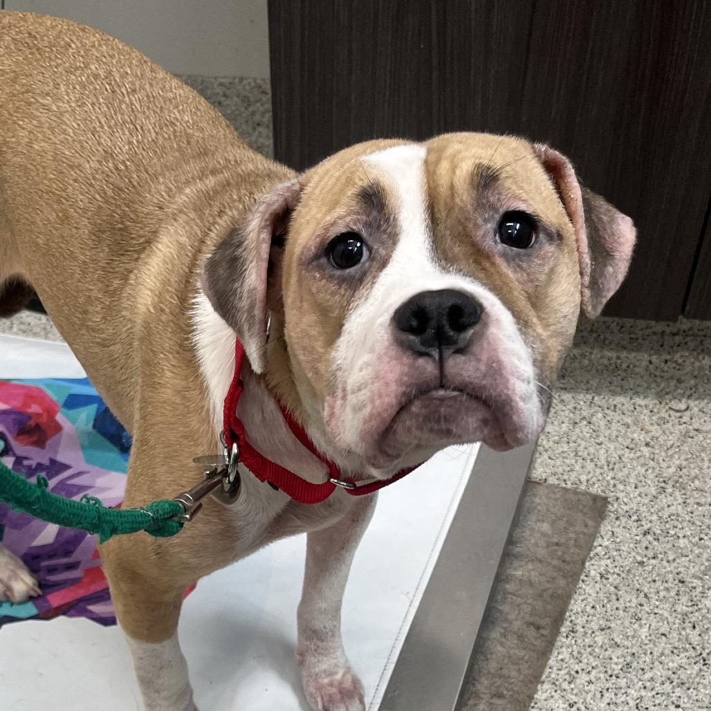 Nahlah, Adoptable, Adult Female English Bulldog & Mixed Breed.