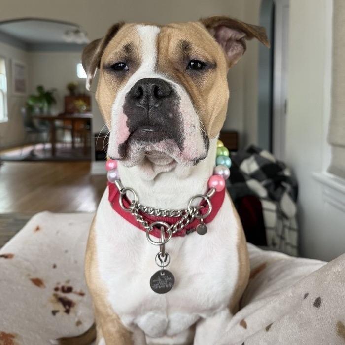 Enlarge Nahlah, a Adoptable mixed breed in Oak Park, IL image 2/6