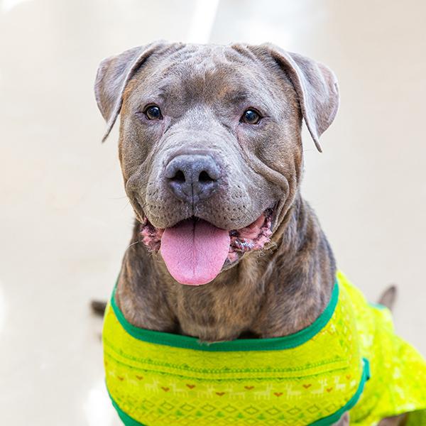 Mike Yagoobian, Adoptable, Adult Male Terrier.