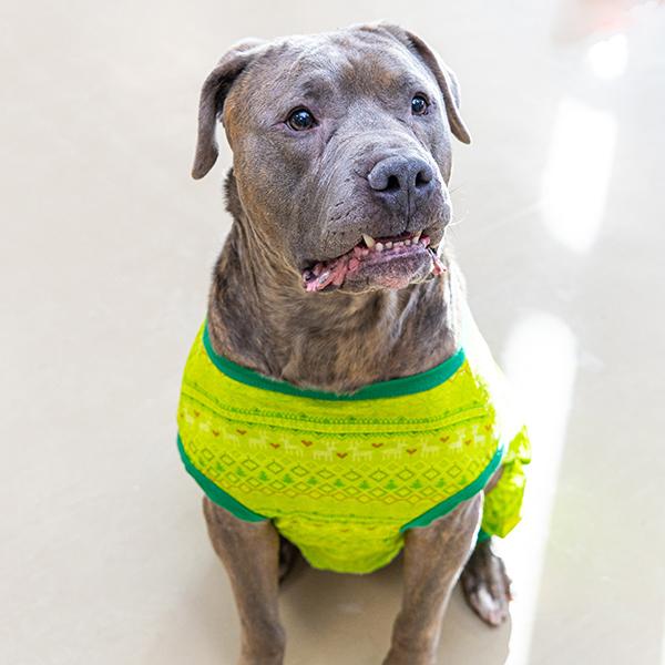Mike Yagoobian, a Adoptable mixed breed in Des Moines, IA image 2/5