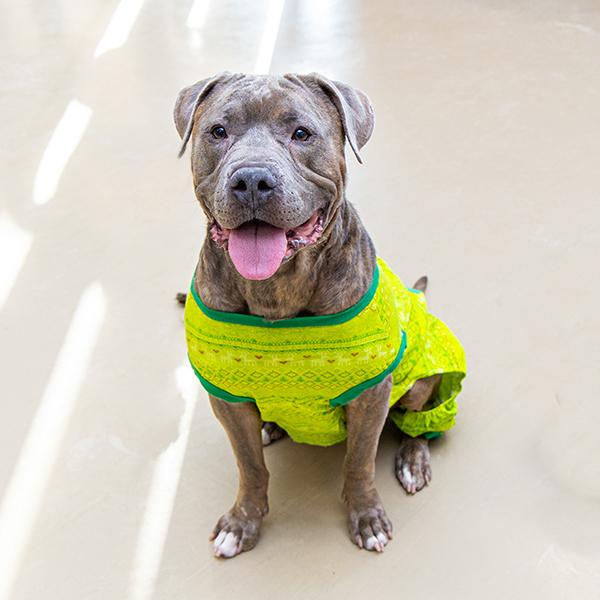 Mike Yagoobian, a Adoptable mixed breed in Des Moines, IA image 3/5