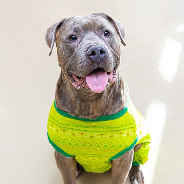 Mike Yagoobian, a Adoptable mixed breed in Des Moines, IA image 4/5