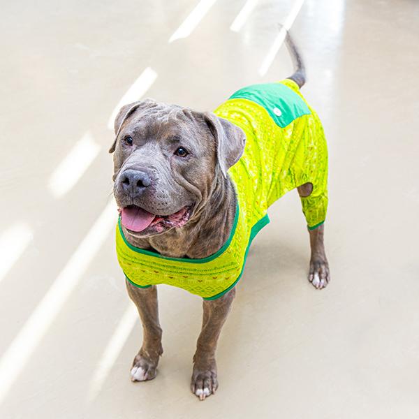 Mike Yagoobian, a Adoptable mixed breed in Des Moines, IA image 5/5