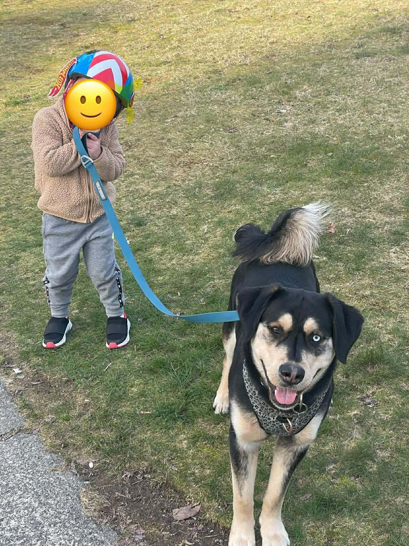 Enlarge Arlo, a ADOPTABLE mixed breed in Langley, BC image 1/6