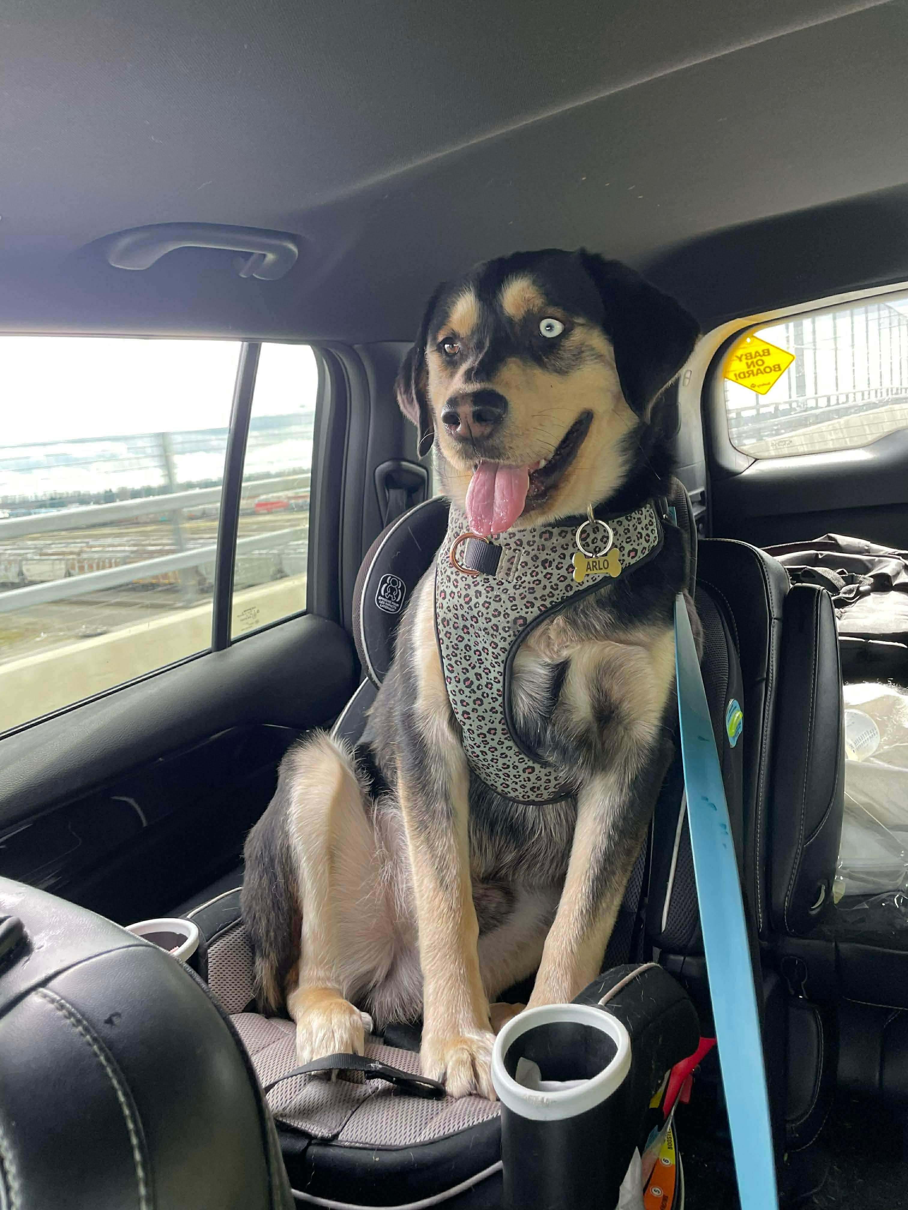 Enlarge Arlo, a ADOPTABLE mixed breed in Langley, BC image 2/6