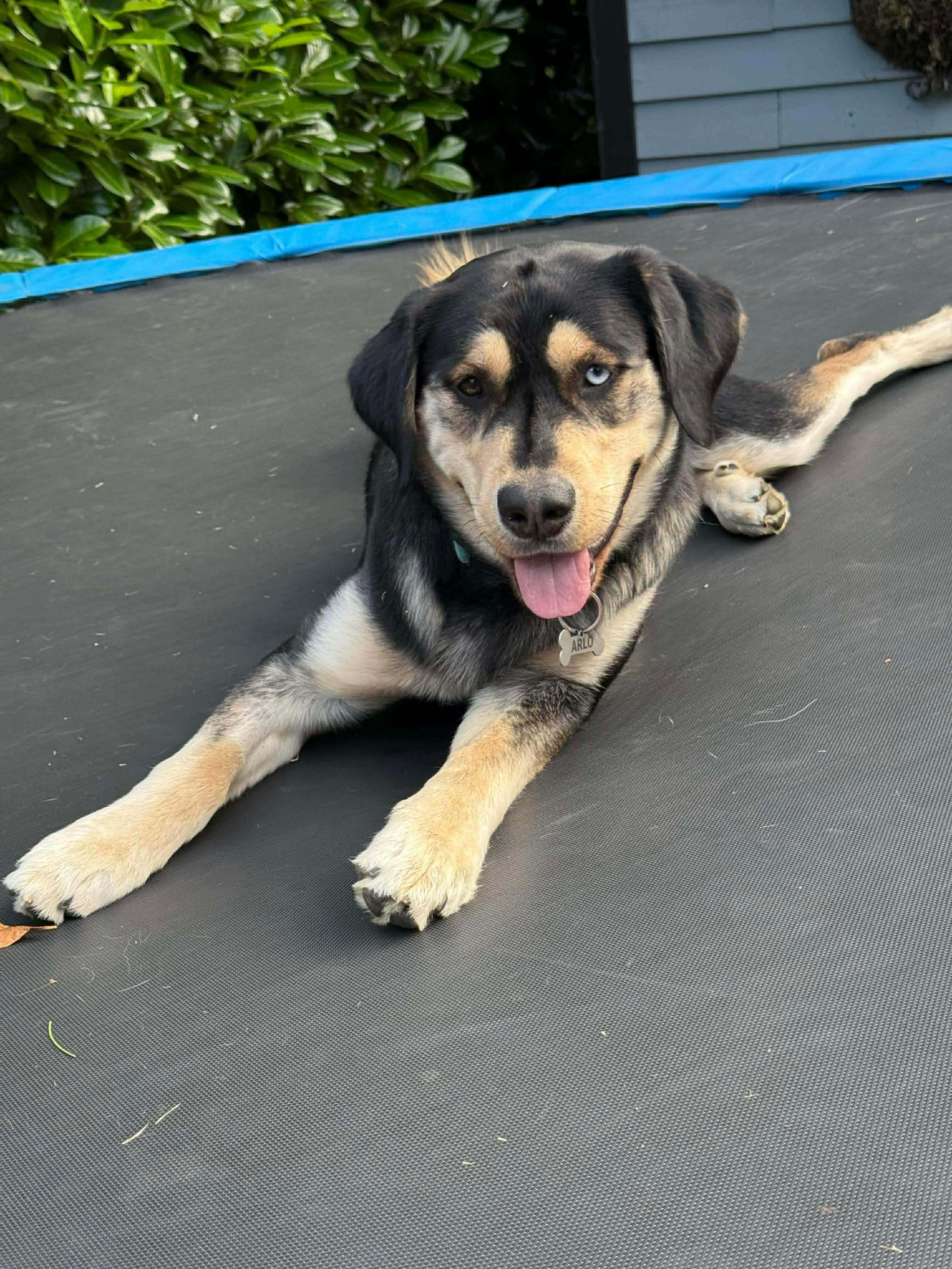 Enlarge Arlo, a ADOPTABLE mixed breed in Langley, BC image 3/6