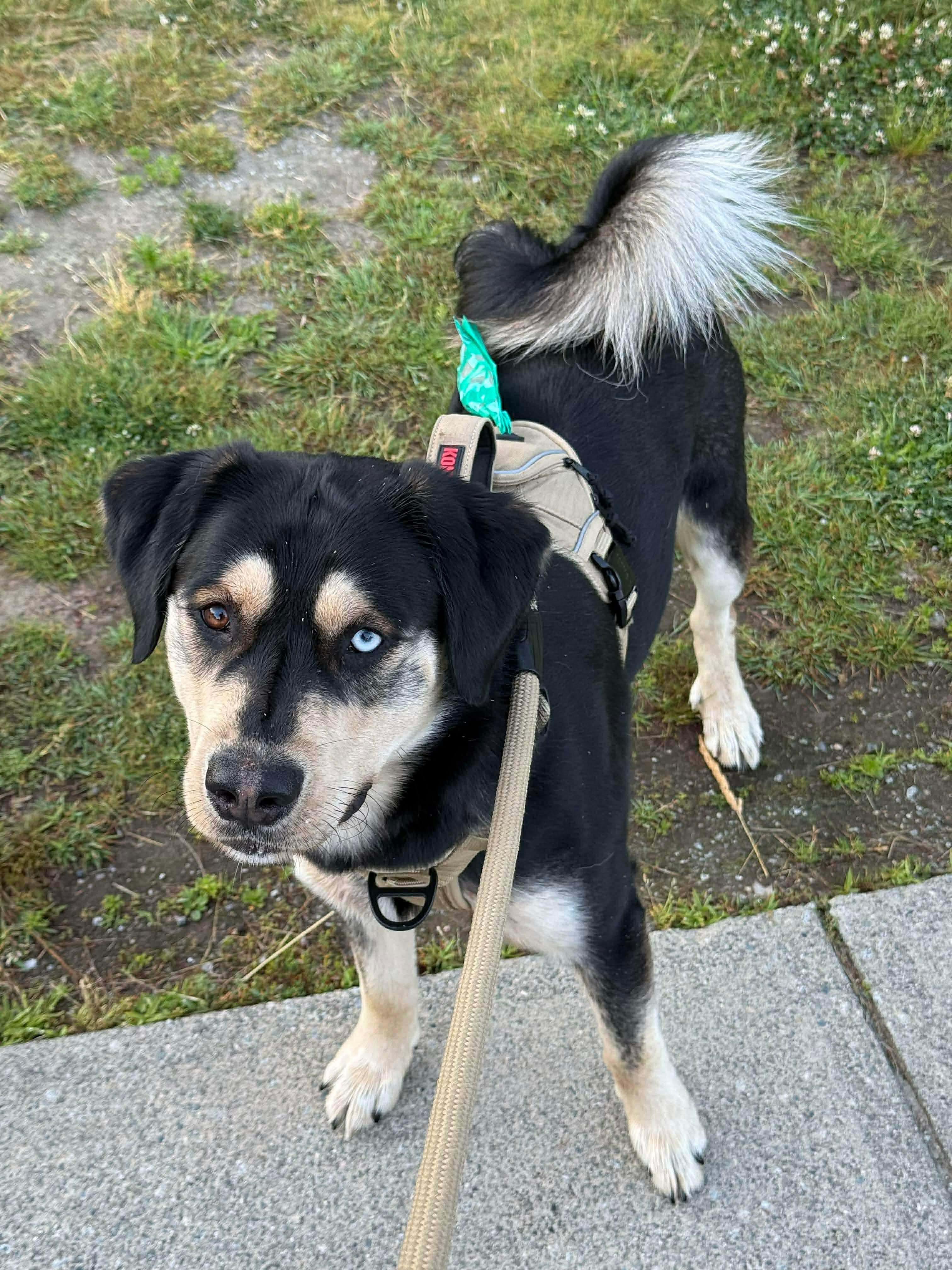 Enlarge Arlo, a ADOPTABLE mixed breed in Langley, BC image 4/6