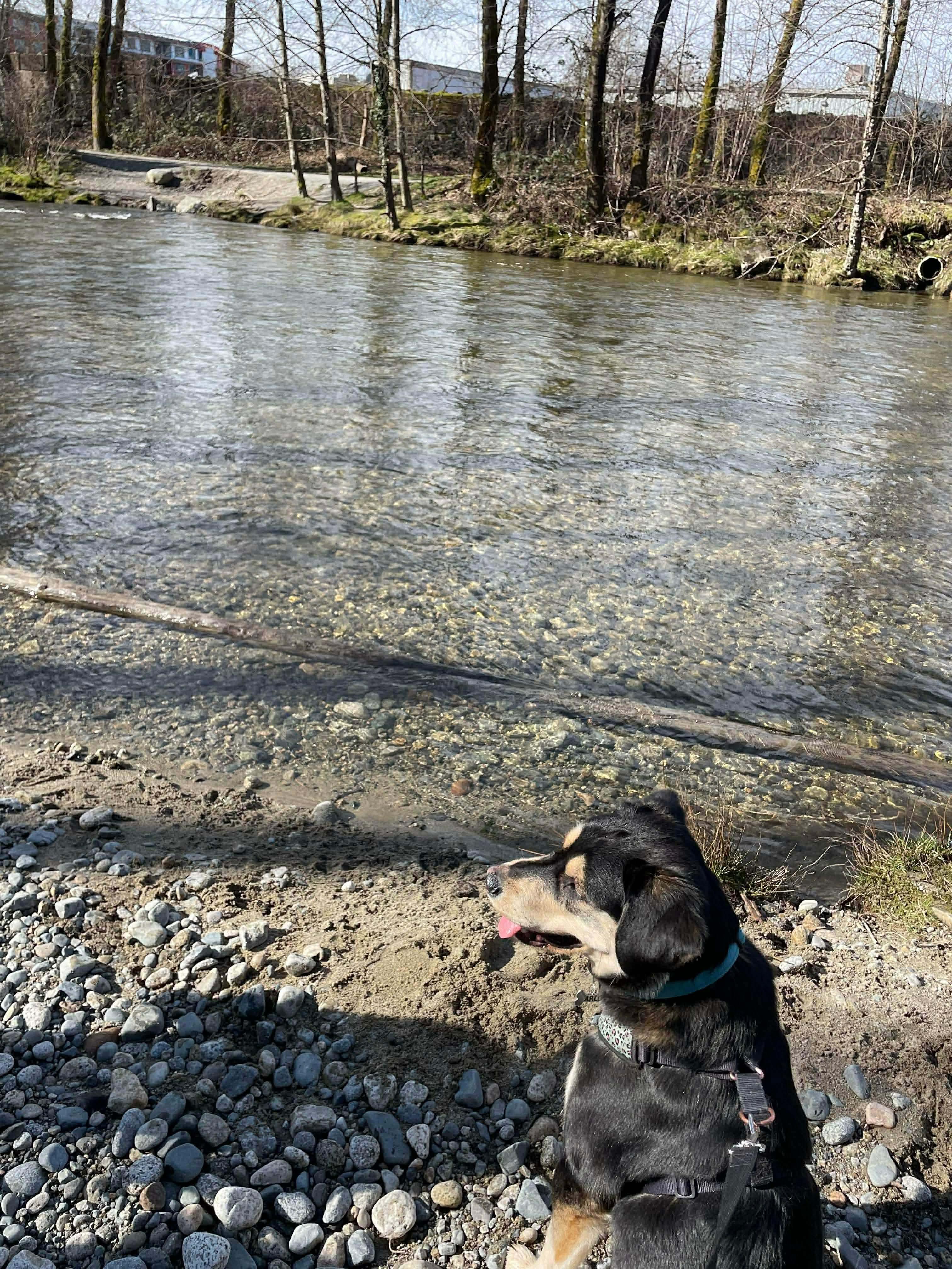 Enlarge Arlo, a ADOPTABLE mixed breed in Langley, BC image 5/6