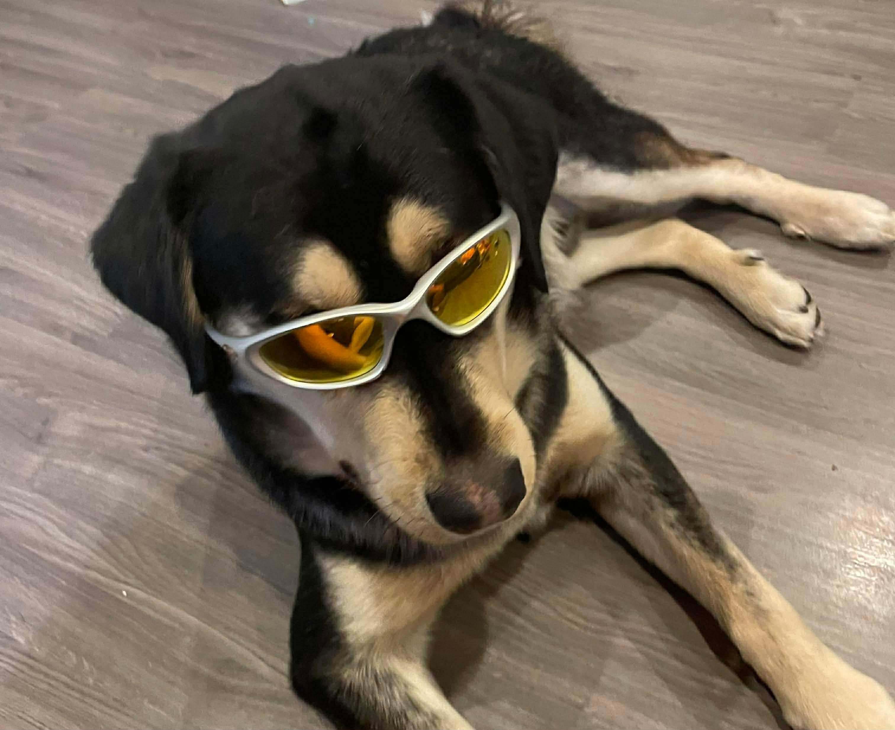 Enlarge Arlo, a ADOPTABLE mixed breed in Langley, BC image 6/6