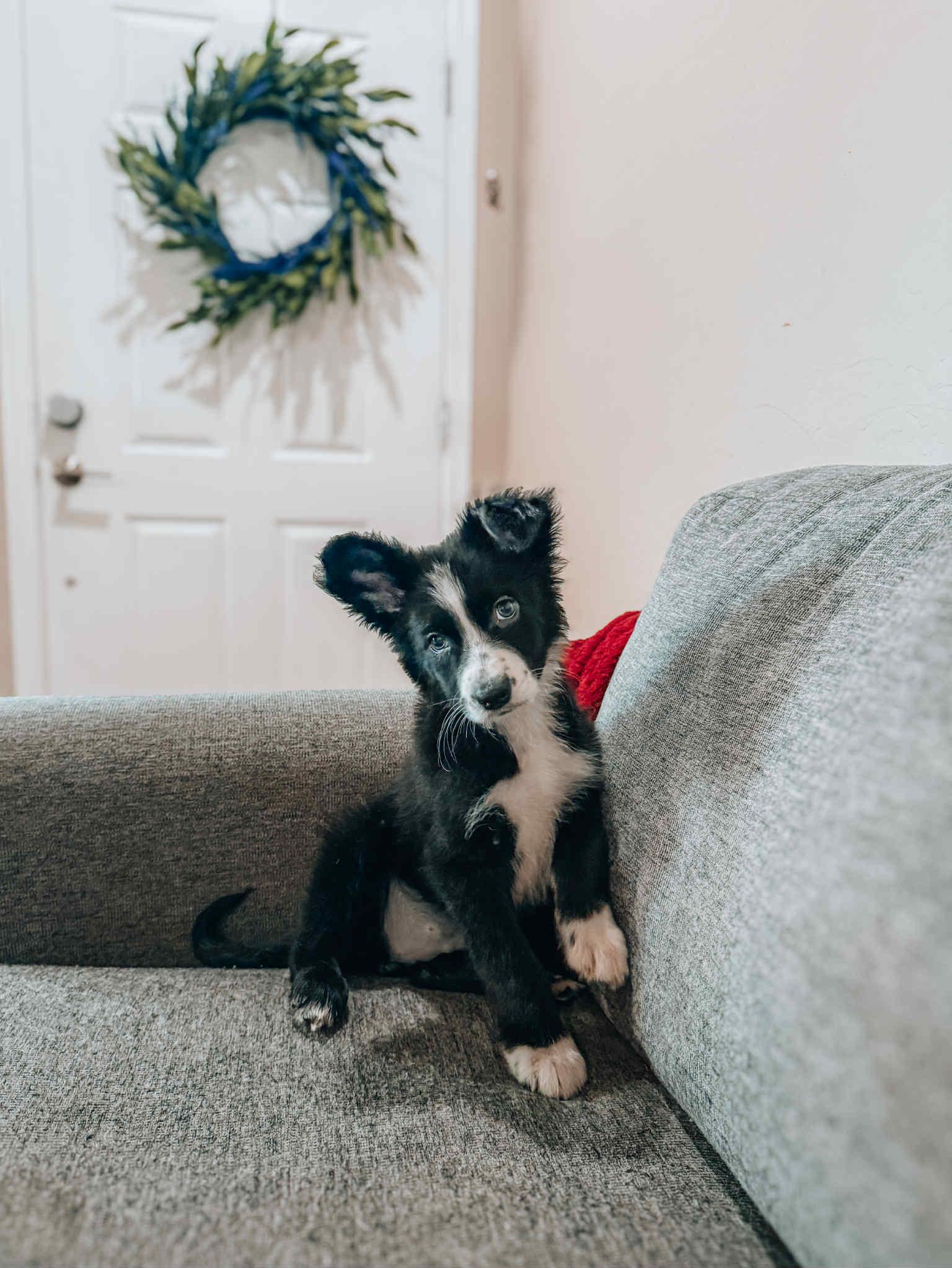 Molly, Baby Female unknown