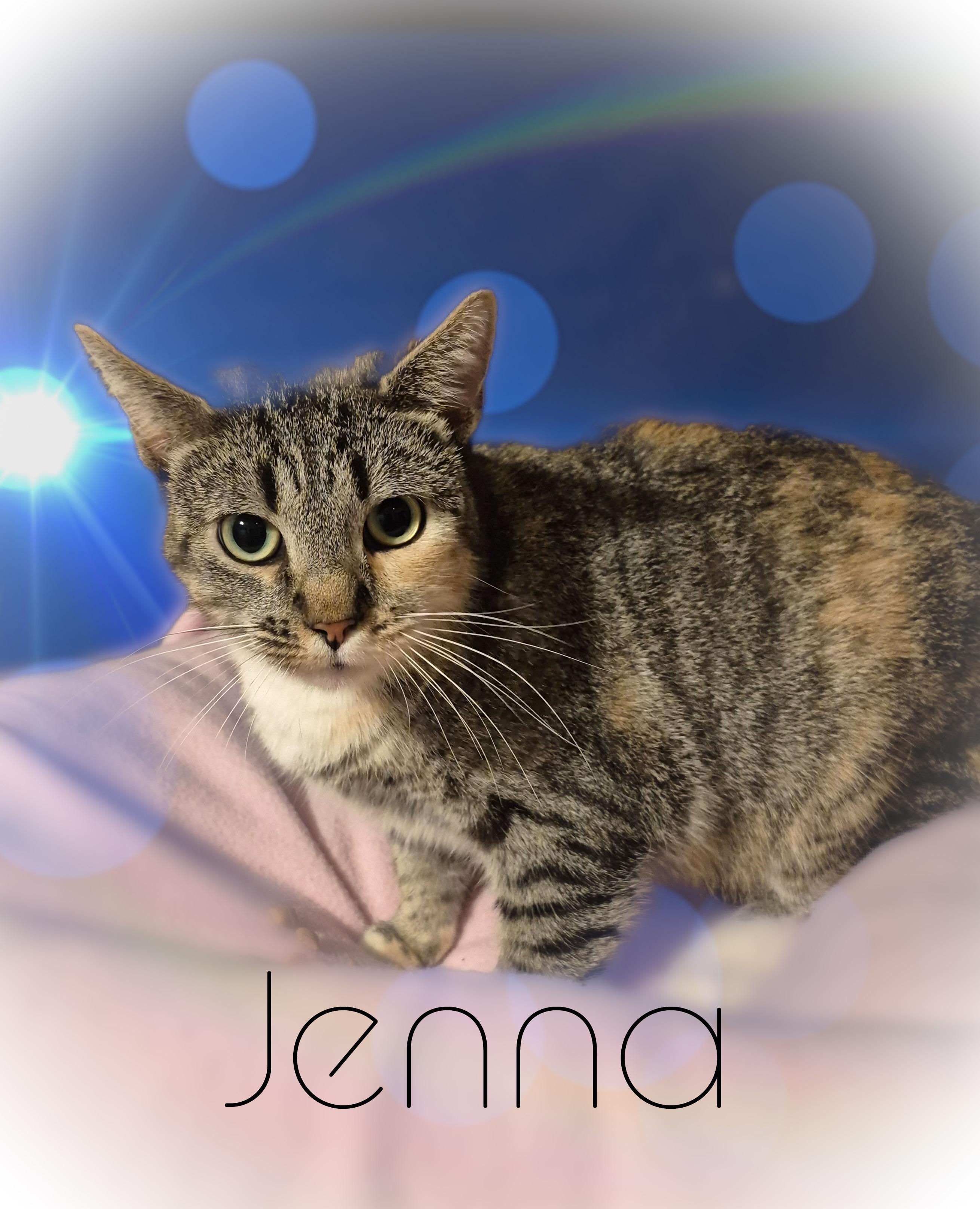 Enlarge Jenna, a ADOPTABLE Domestic Short Hair in Charlotte, NC image 2/4