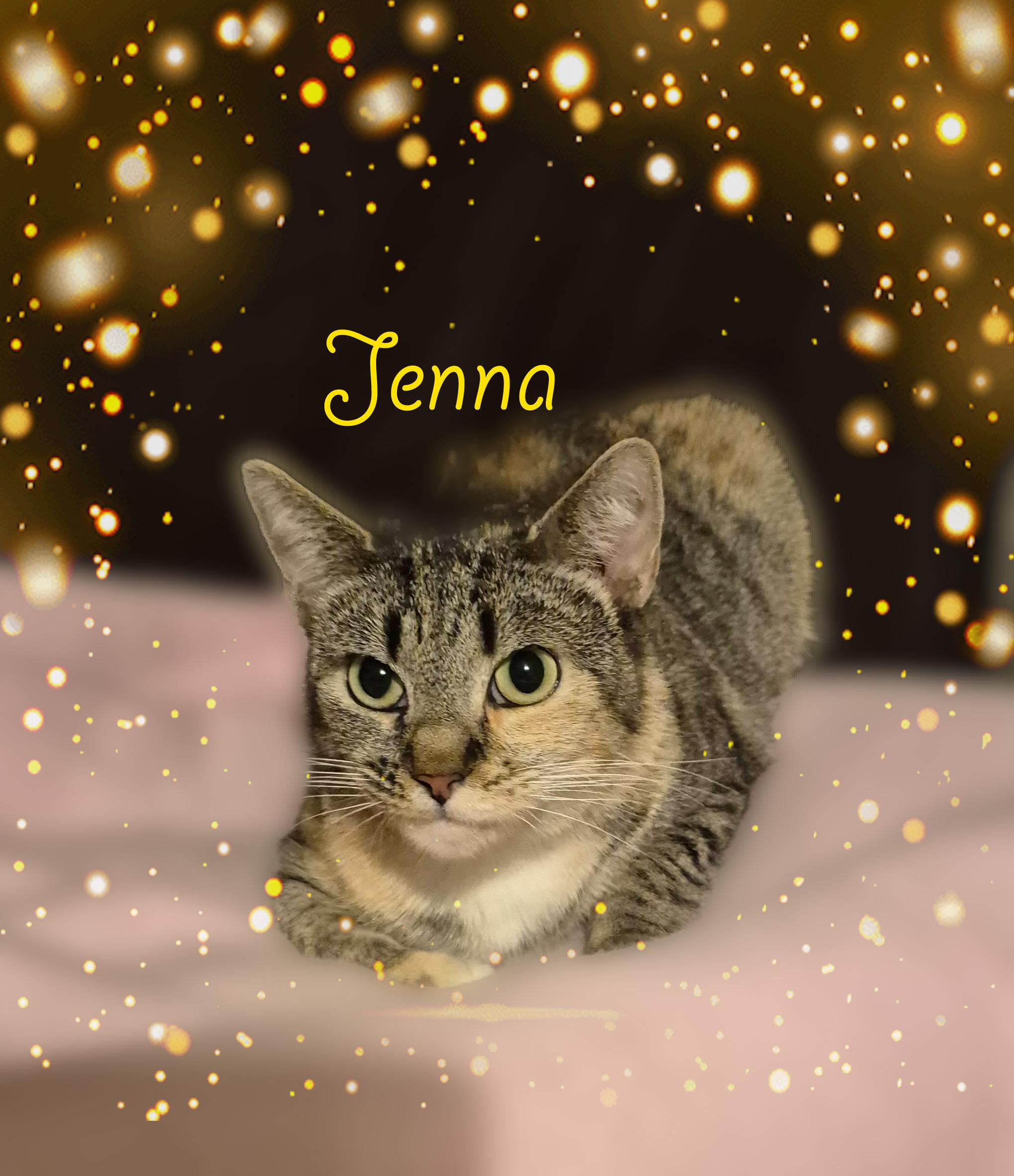 Jenna, ADOPTABLE, Adult Female Domestic Short Hair.