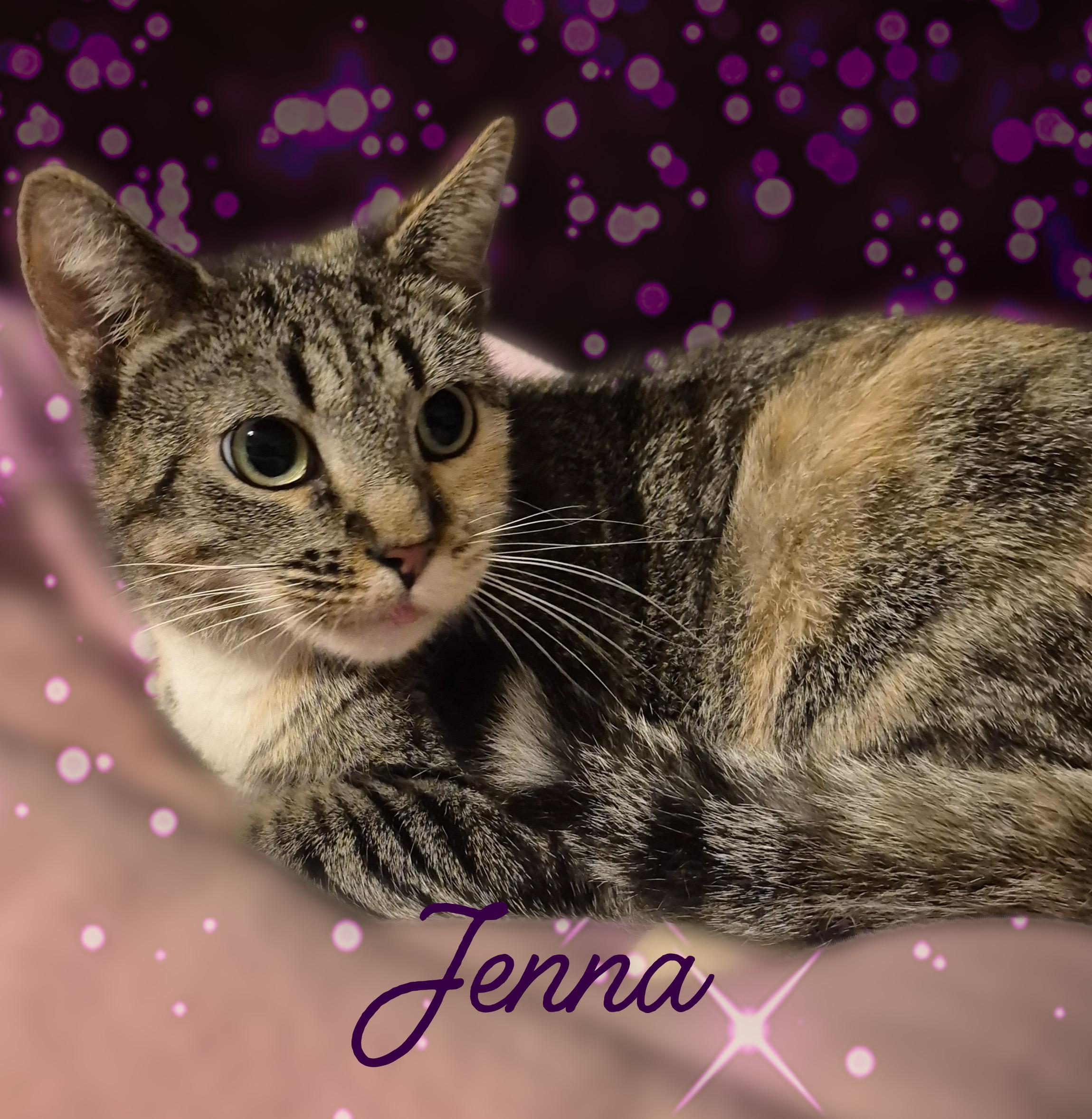 Enlarge Jenna, a ADOPTABLE Domestic Short Hair in Charlotte, NC image 3/4