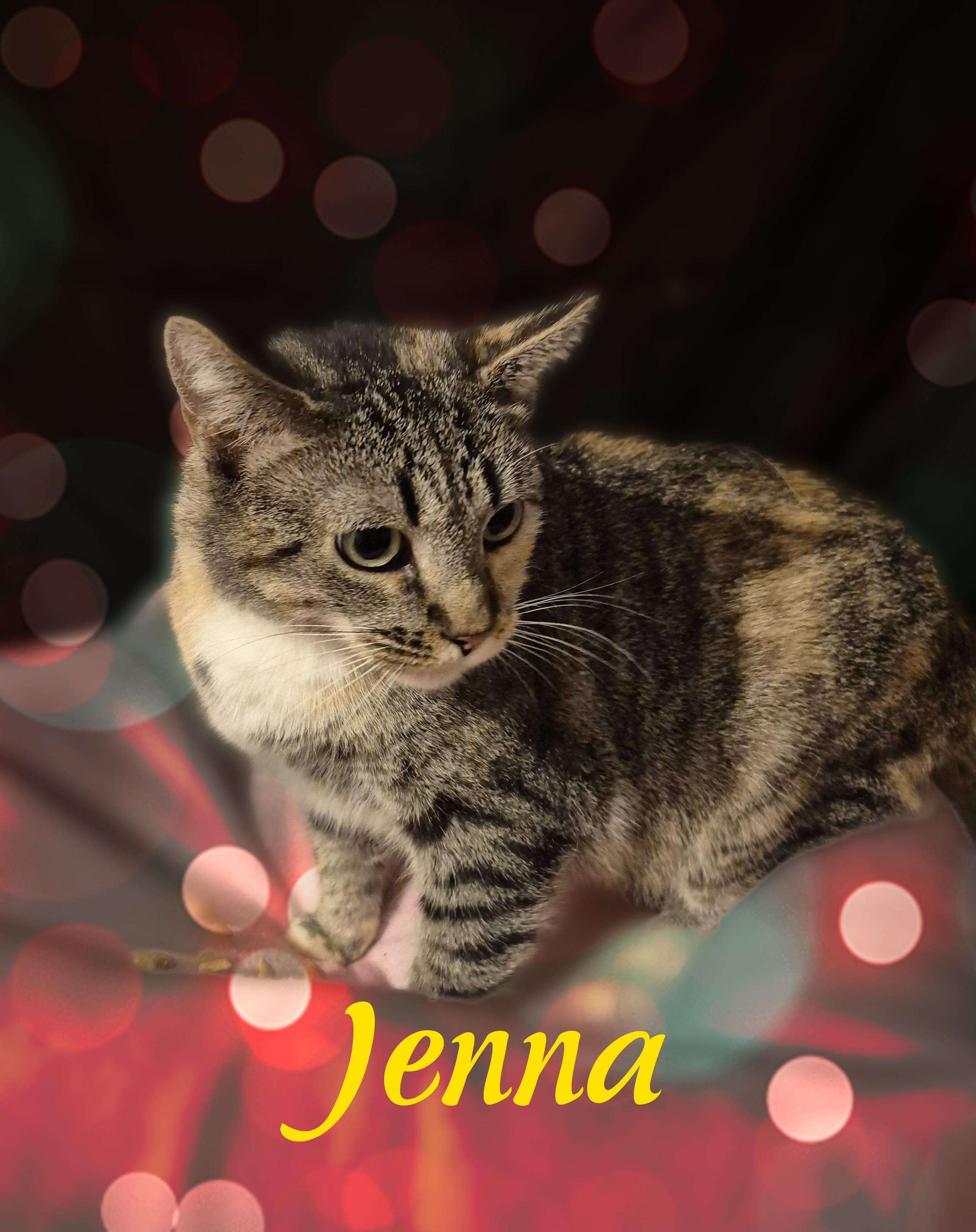 Enlarge Jenna, a ADOPTABLE Domestic Short Hair in Charlotte, NC image 4/4