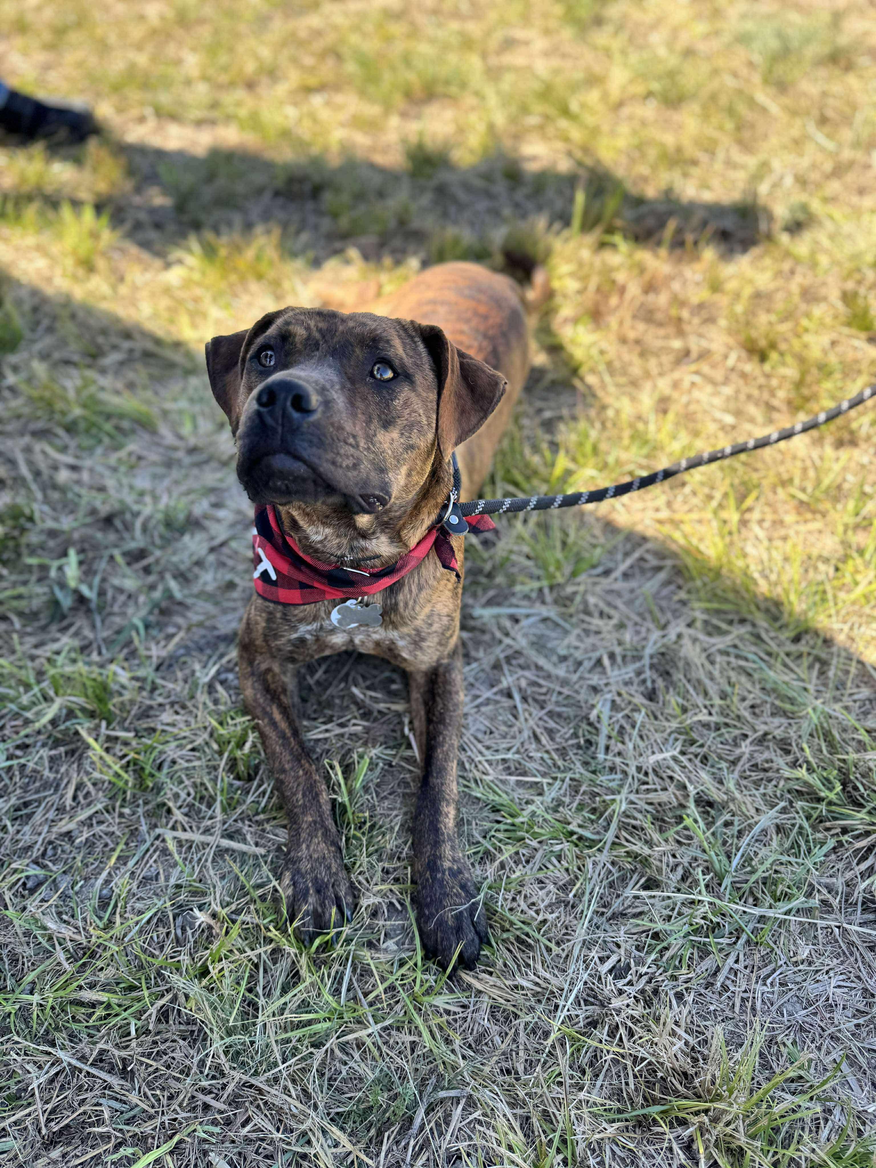 Tigger, Adoptable, Young Male Boxer & Plott Hound.