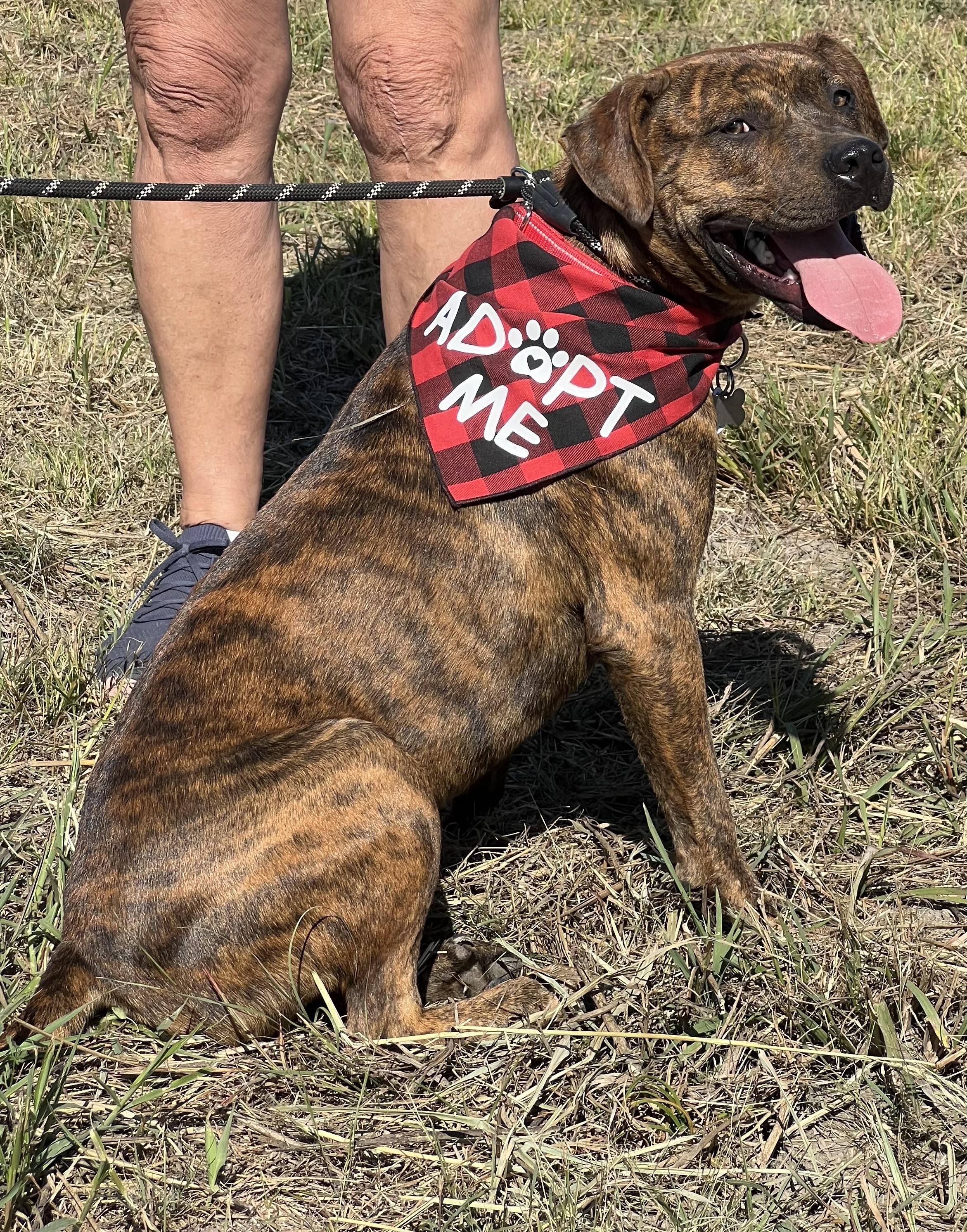 Enlarge Tigger, a Adoptable mixed breed in Anna, TX image 2/6