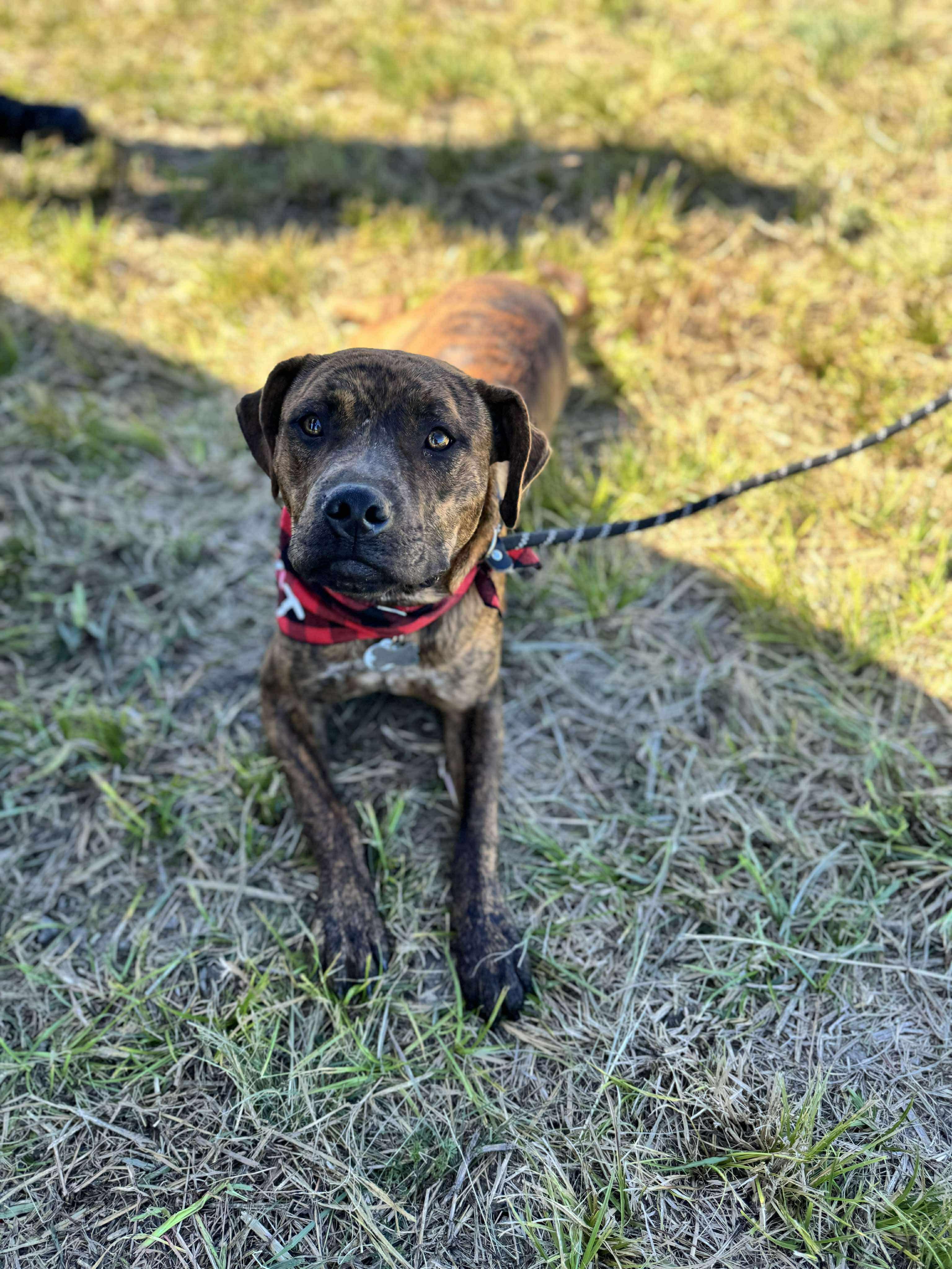 Enlarge Tigger, a Adoptable mixed breed in Anna, TX image 4/6