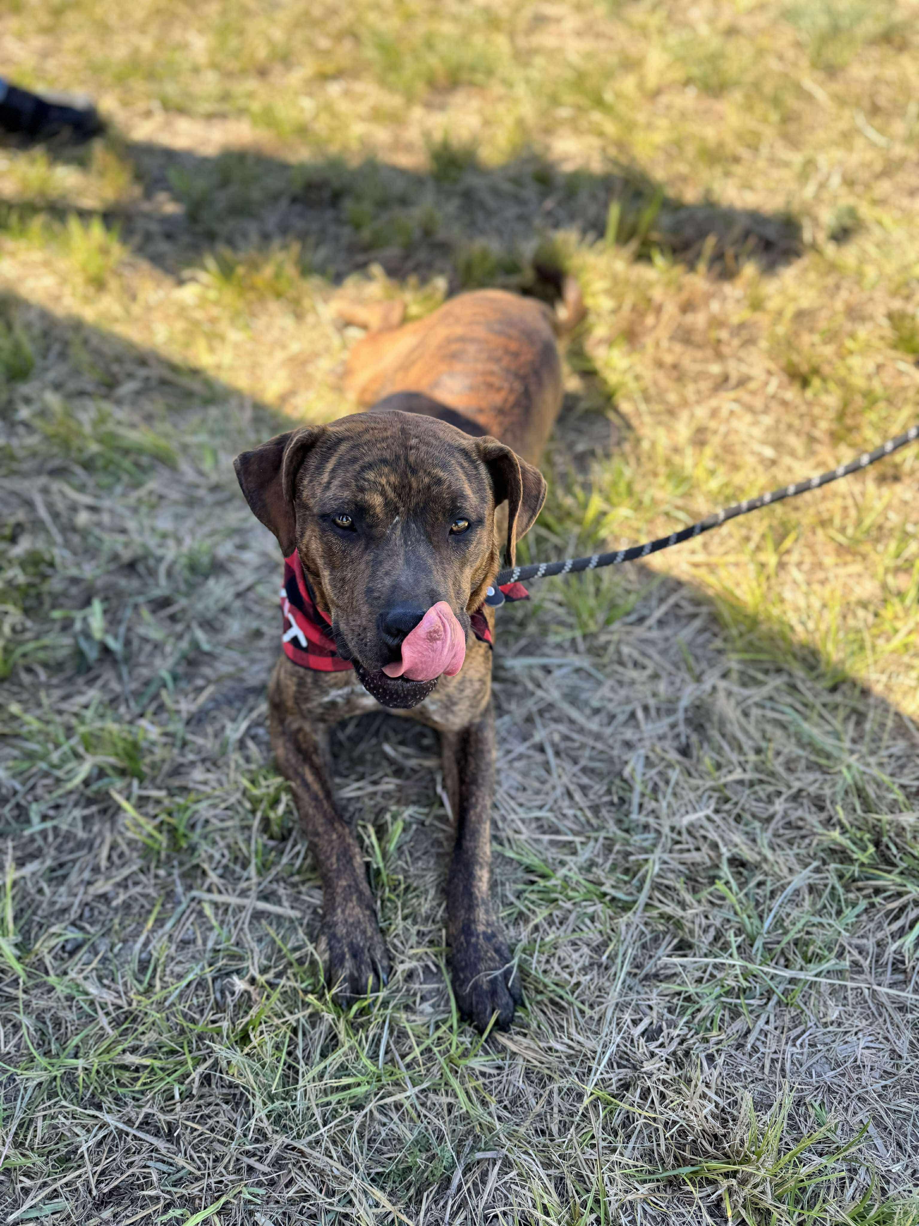 Enlarge Tigger, a Adoptable mixed breed in Anna, TX image 5/6