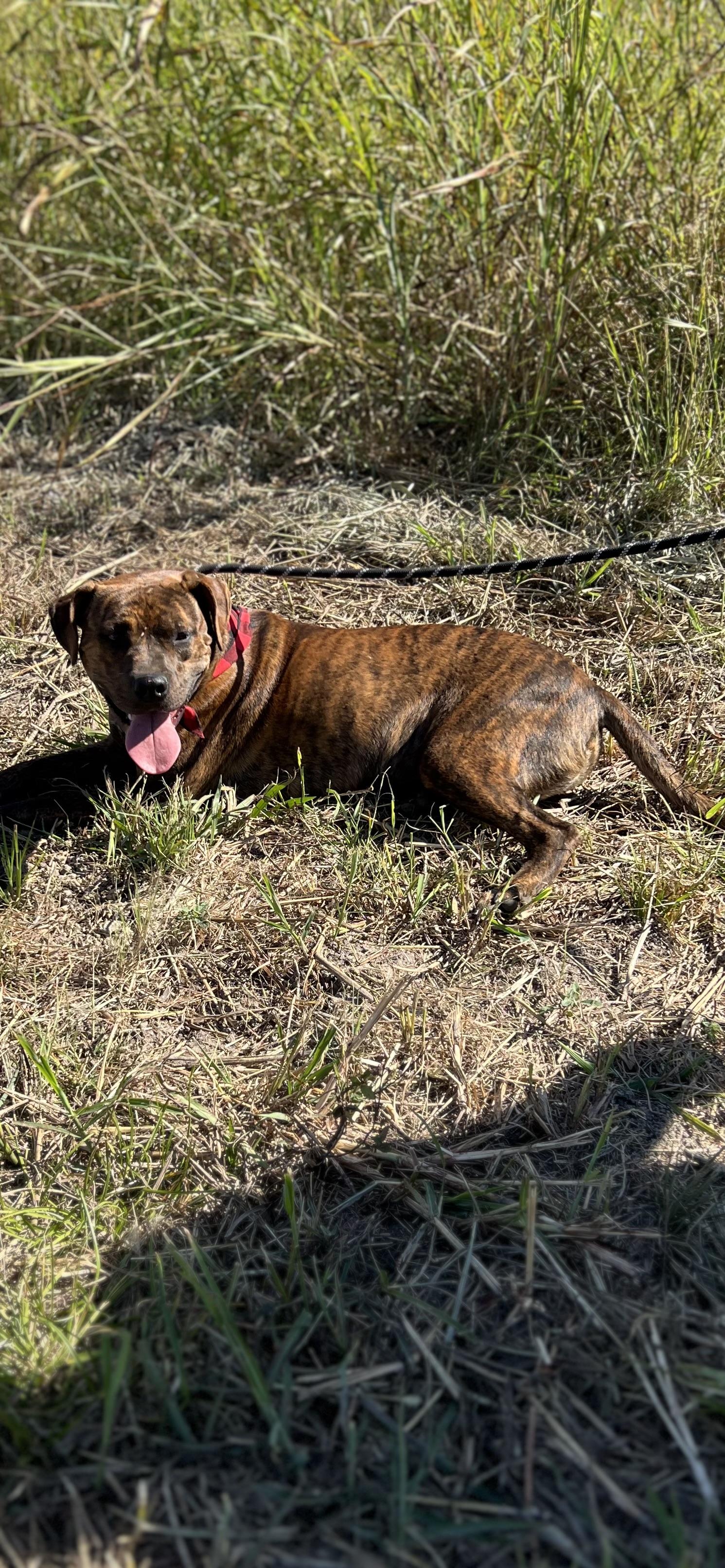 Enlarge Tigger, a Adoptable mixed breed in Anna, TX image 6/6