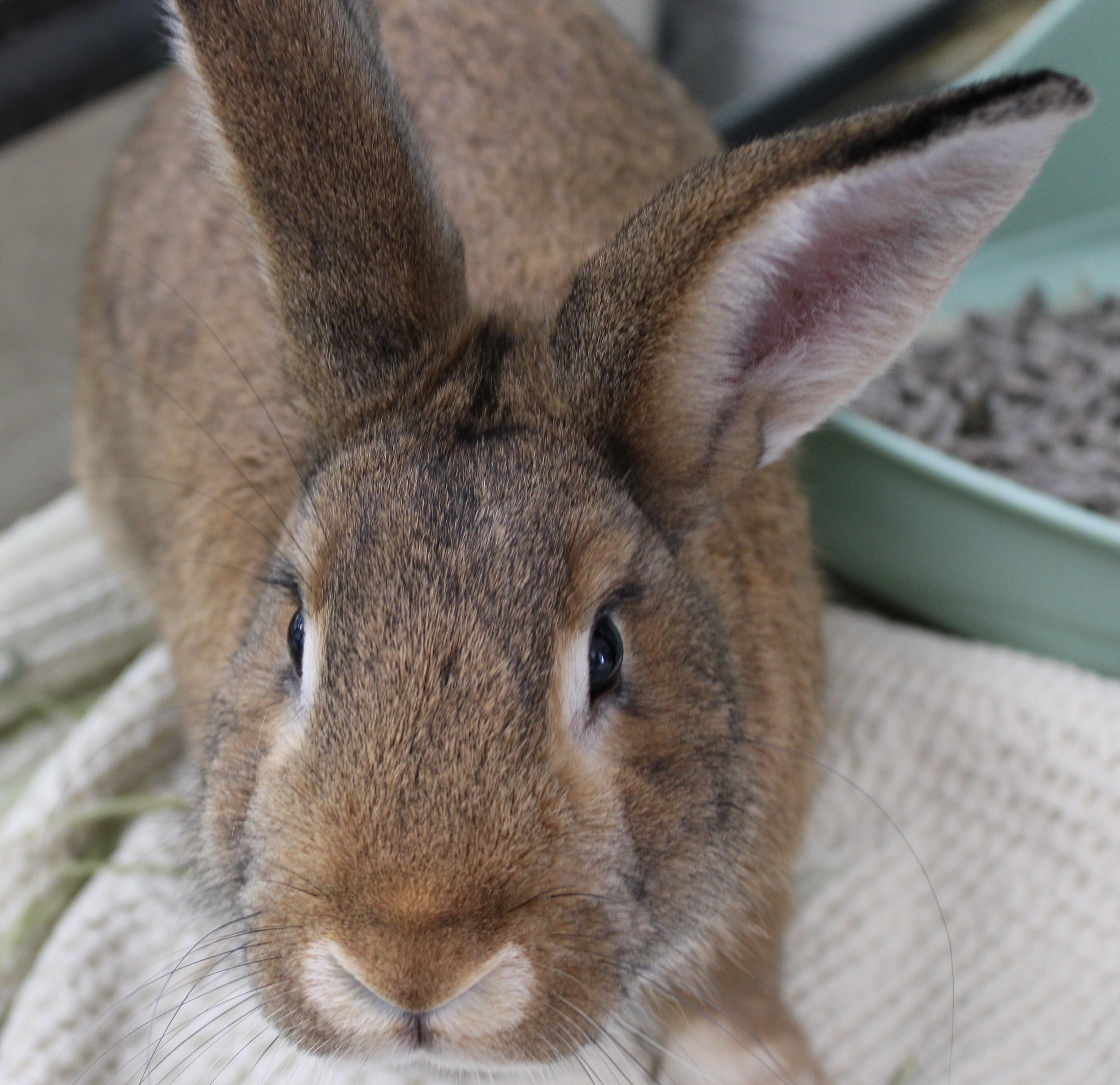 Enlarge Paddie, a ADOPTABLE Bunny Rabbit in Mississauga, ON image 3/3