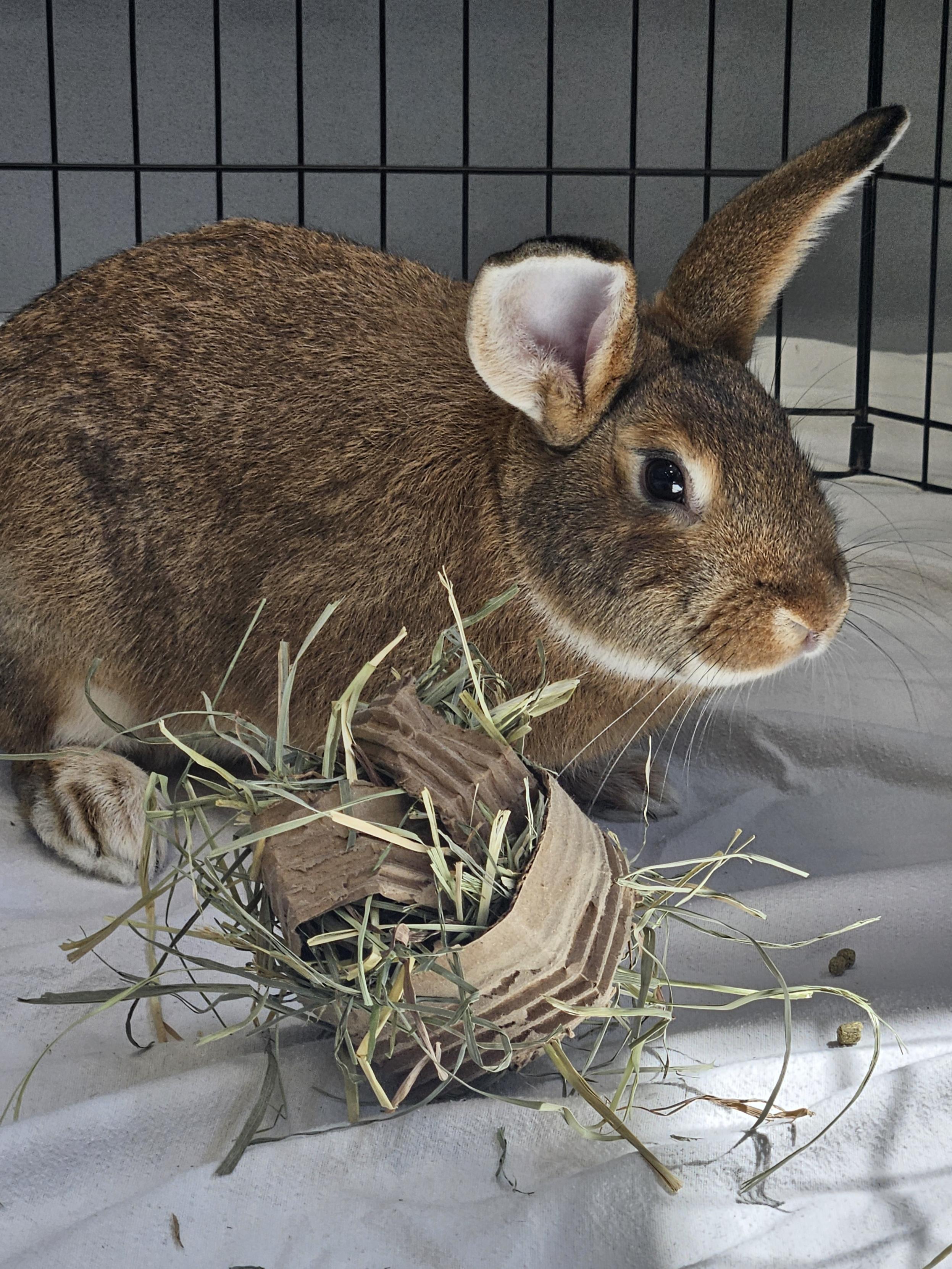 Enlarge Paddie, a ADOPTABLE Bunny Rabbit in Mississauga, ON image 4/5