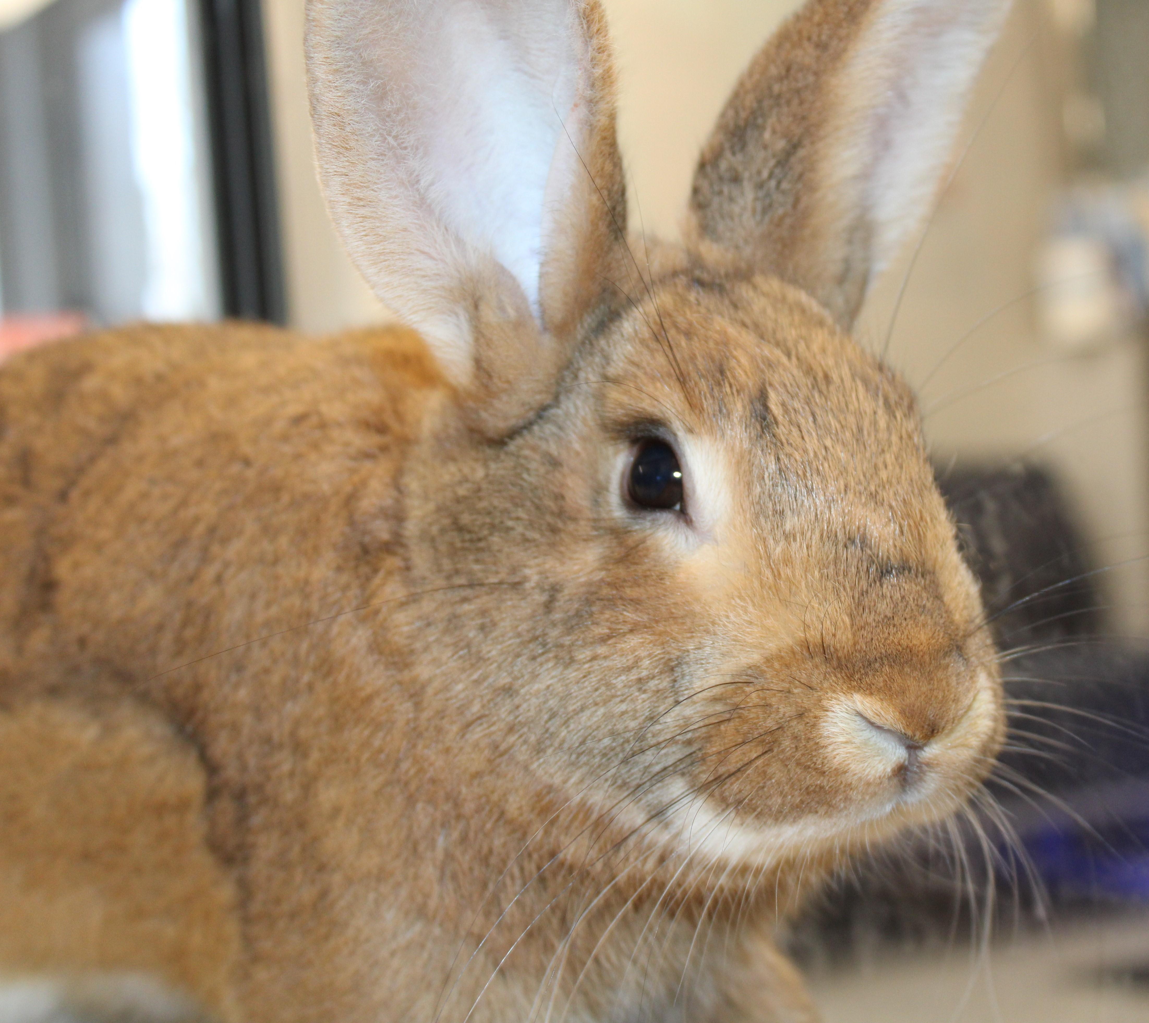 Padme, ADOPTABLE, Adult Female Bunny Rabbit.