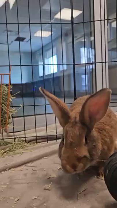 Enlarge Paddie, a ADOPTABLE Bunny Rabbit in Mississauga, ON video 2/5