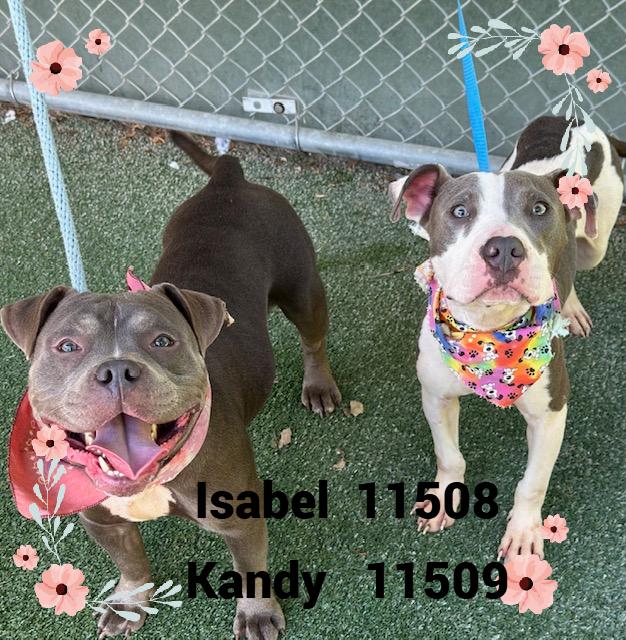 ISABEL (also see KANDY)